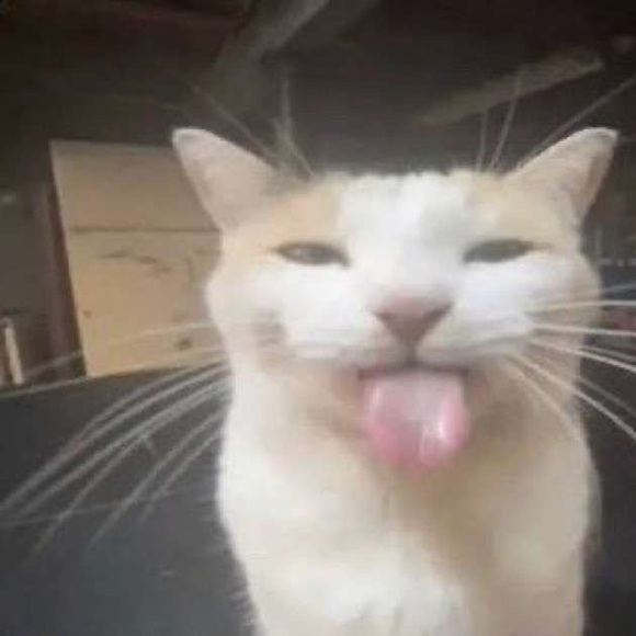 Meet your Posher, Adrian - Picture 1 of 1